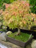 acer burgerianum autom.JPG